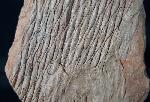 Sigillaria sp. BRONGNIART 1822 - Bild &copy; FossNet FossilienStore